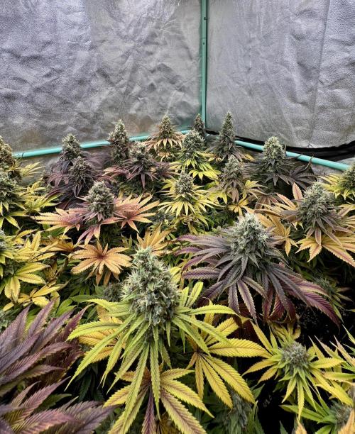 Apple Fritter. Week 11