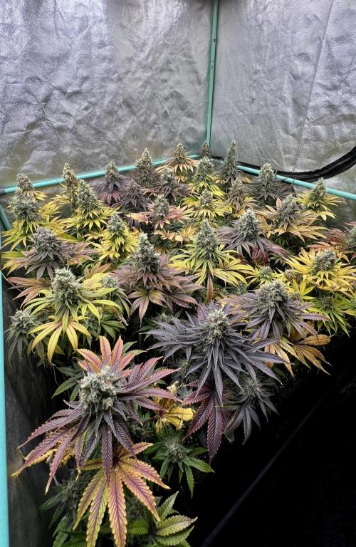 Apple Fritter. Week 11