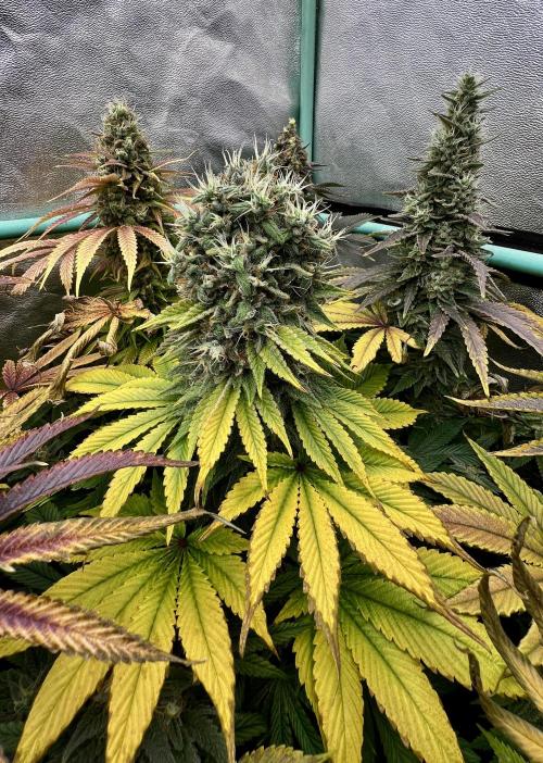 Apple Fritter. Week 11