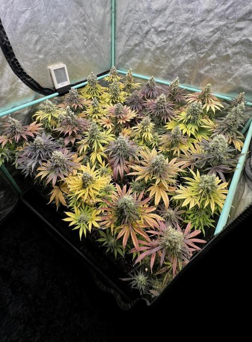 Apple Fritter. Week 11