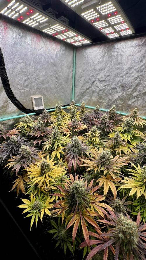 Apple Fritter. Week 11