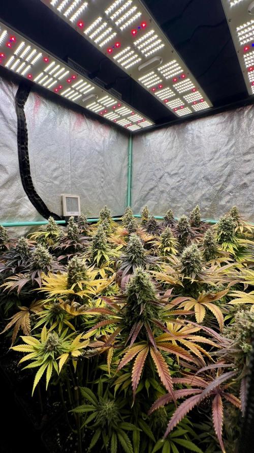 Apple Fritter. Week 11