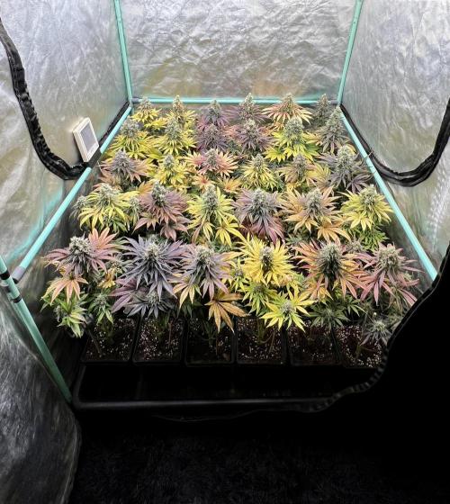 Apple Fritter. Week 11