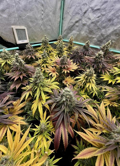 Apple Fritter. Week 11