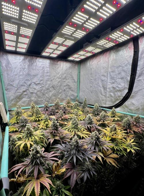 Apple Fritter. Week 11
