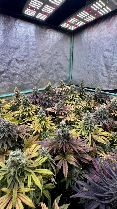 Apple Fritter. Week 11