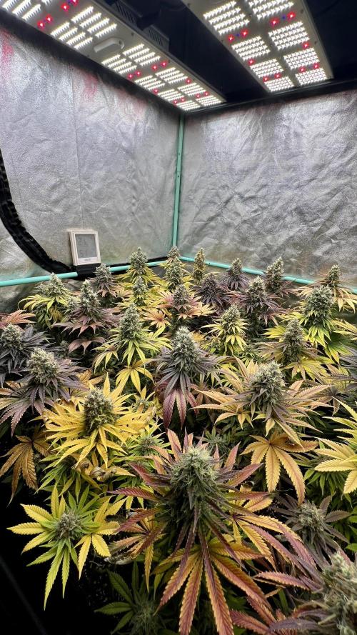 Apple Fritter. Week 11