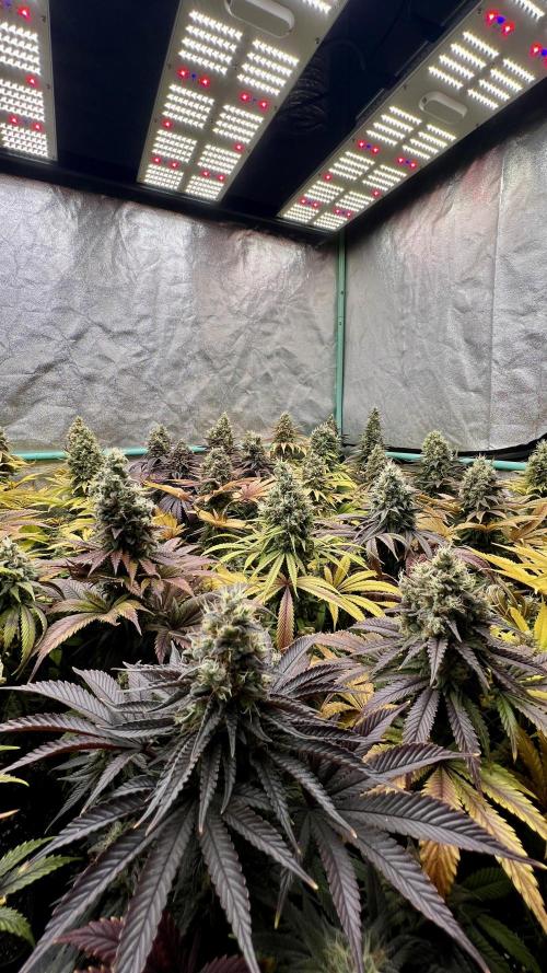 Apple Fritter. Week 11