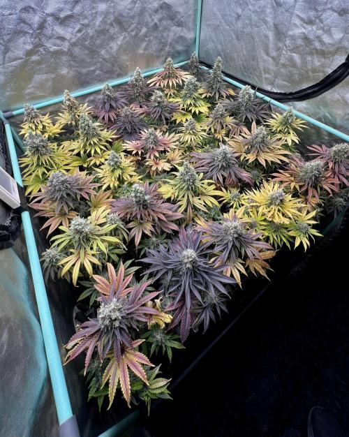 Apple Fritter. Week 11