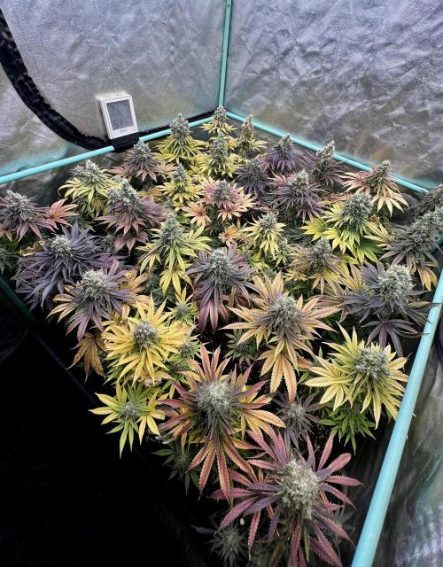 Apple Fritter. Week 11