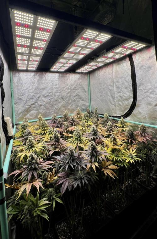 Apple Fritter. Week 11