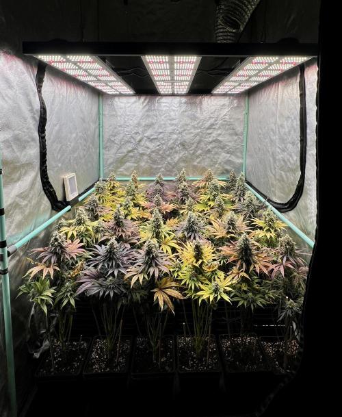Apple Fritter. Week 11