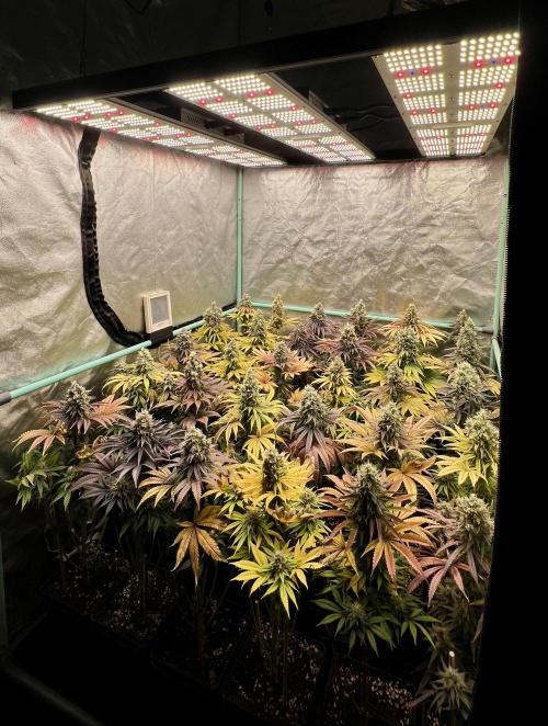 Apple Fritter. Week 11