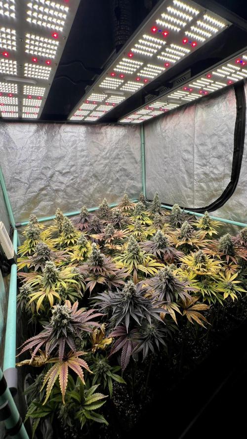 Apple Fritter. Week 11