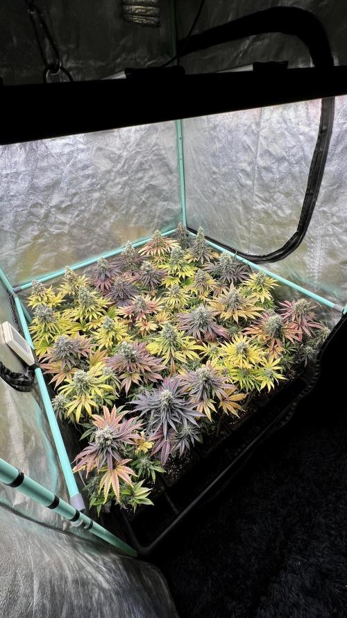 Apple Fritter. Week 11
