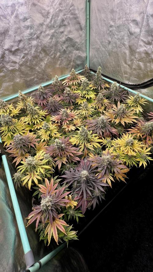 Apple Fritter. Week 11