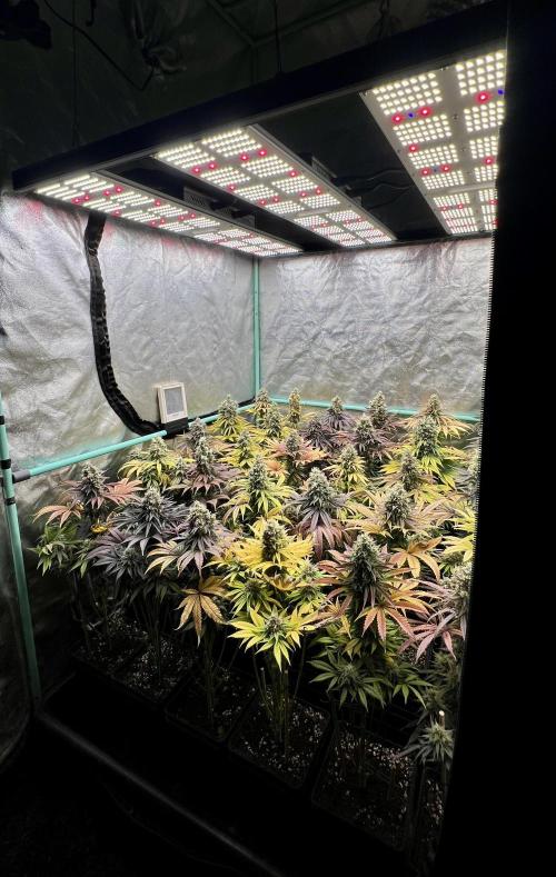 Apple Fritter. Week 11