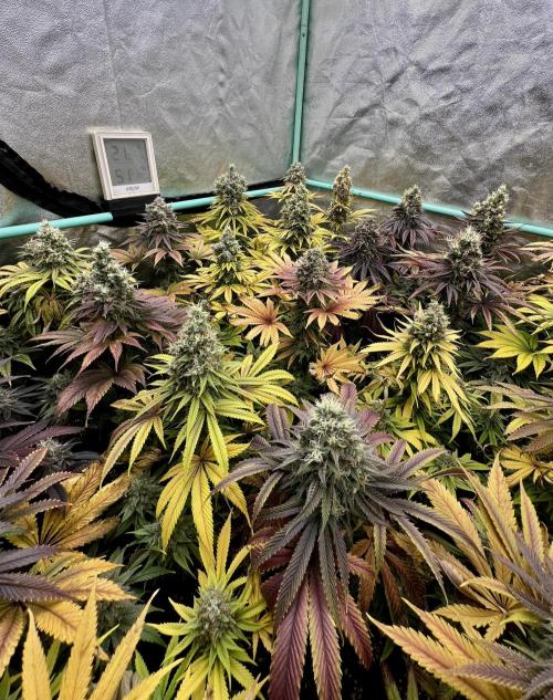 Apple Fritter. Week 11