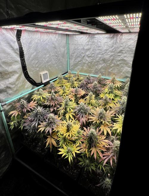 Apple Fritter. Week 11