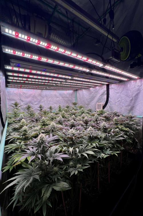 Gorilla Runtz. Week 7