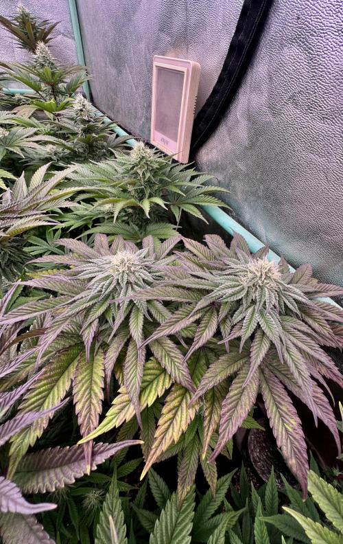 Gorilla Runtz. Week 7