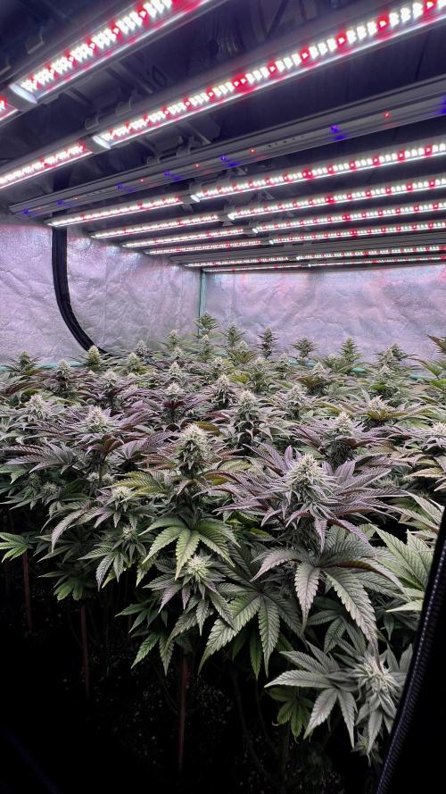Gorilla Runtz. Week 7