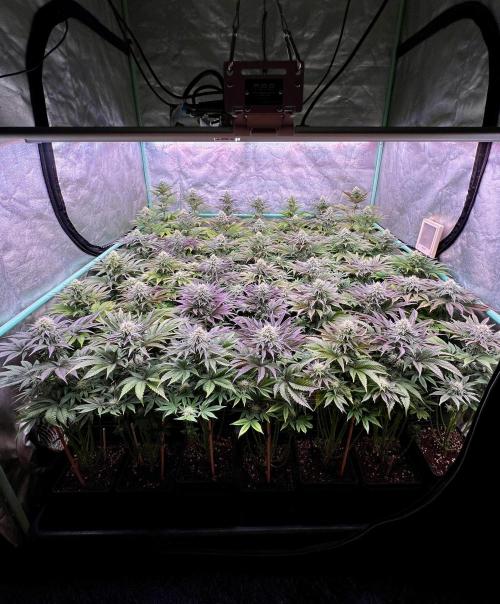 Gorilla Runtz. Week 7