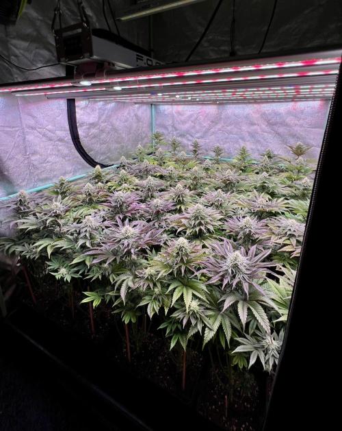 Gorilla Runtz. Week 7