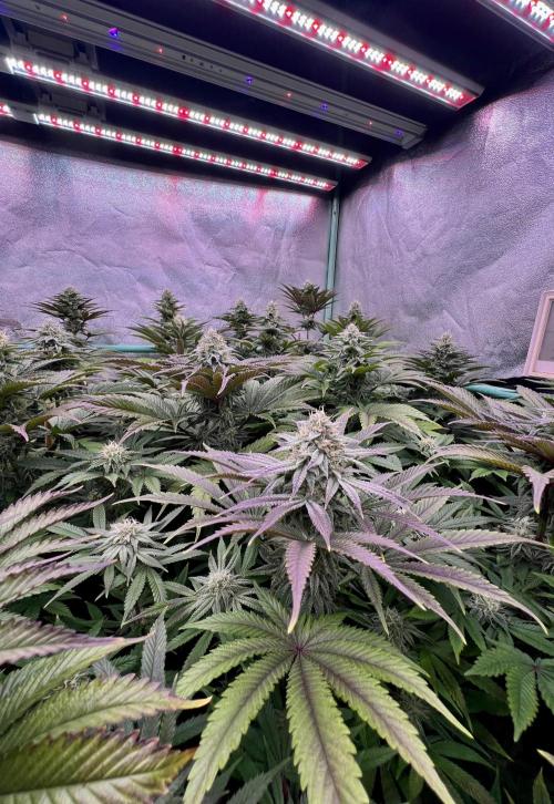 Gorilla Runtz. Week 7