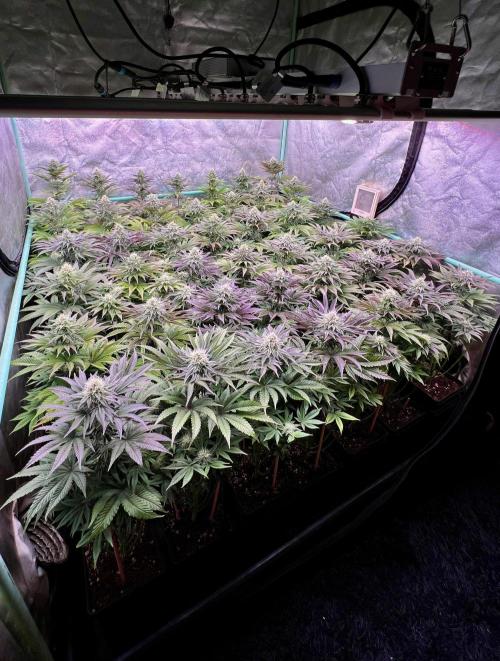Gorilla Runtz. Week 7