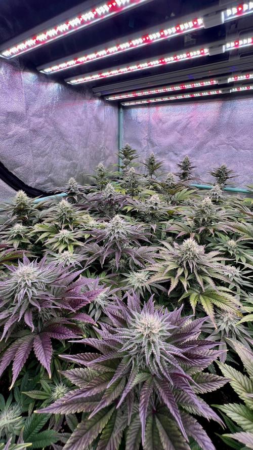Gorilla Runtz. Week 7