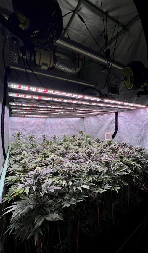 Gorilla Runtz. Week 7