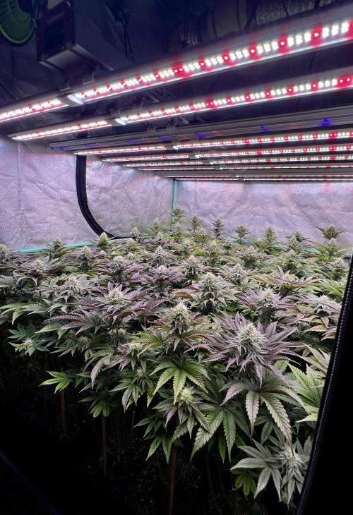 Gorilla Runtz. Week 7