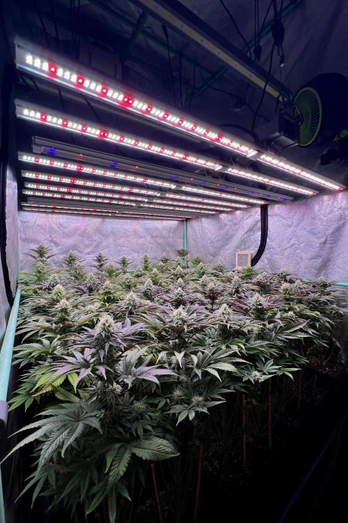 Gorilla Runtz. Week 7