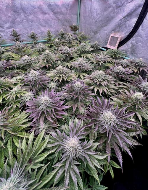 Gorilla Runtz. Week 7