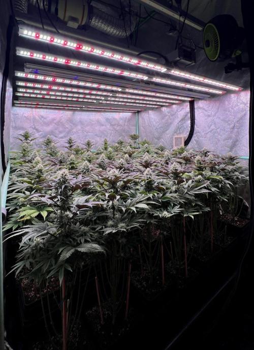 Gorilla Runtz. Week 7
