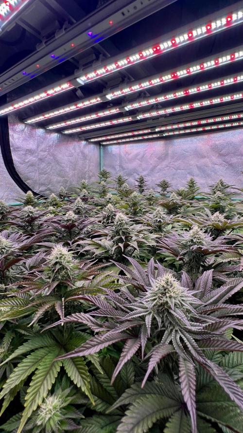 Gorilla Runtz. Week 7