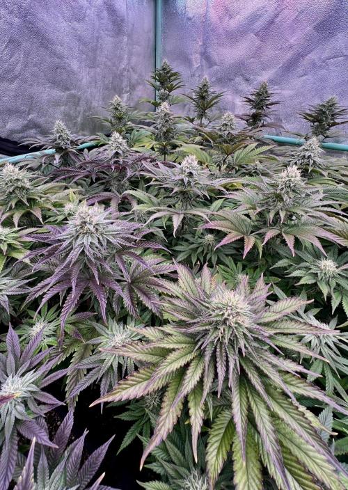 Gorilla Runtz. Week 7