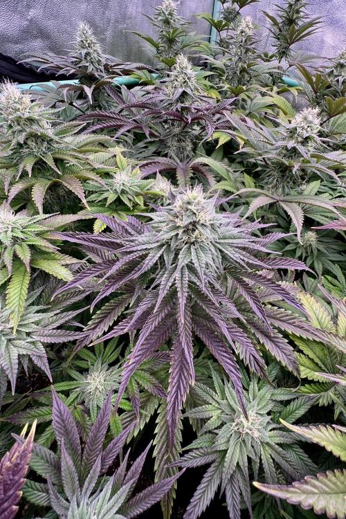 Gorilla Runtz. Week 7