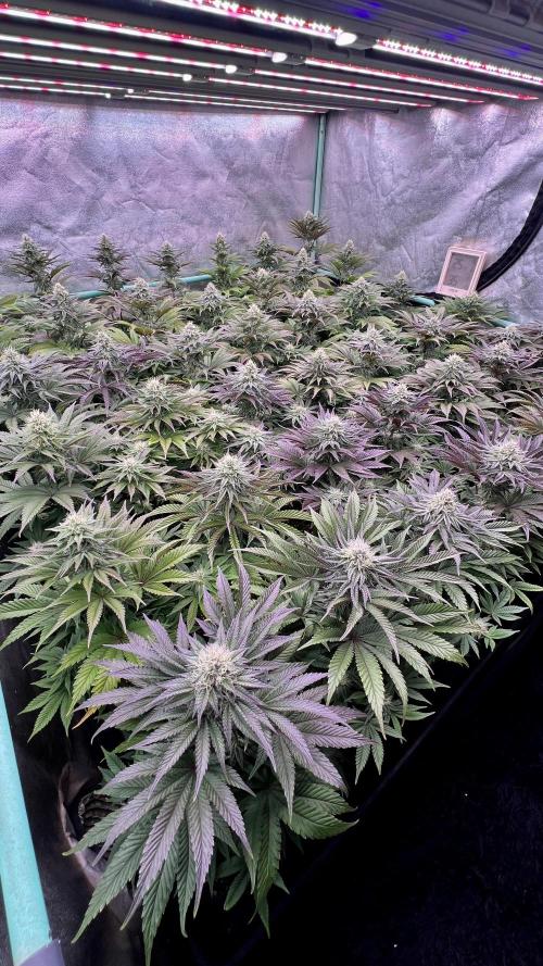 Gorilla Runtz. Week 7