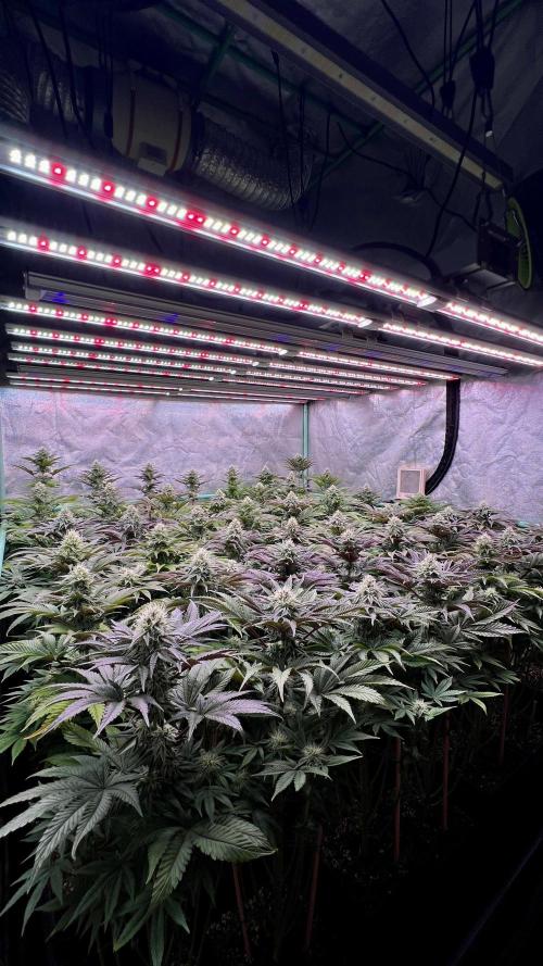 Gorilla Runtz. Week 7
