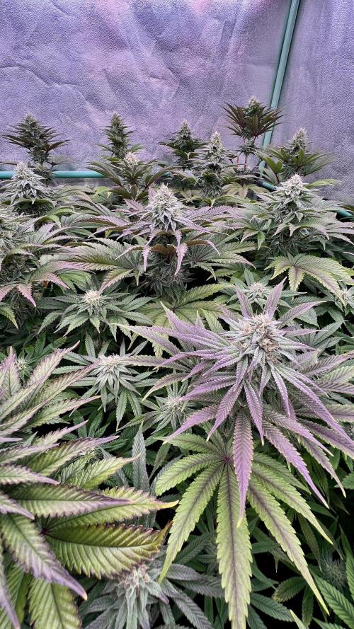 Gorilla Runtz. Week 7