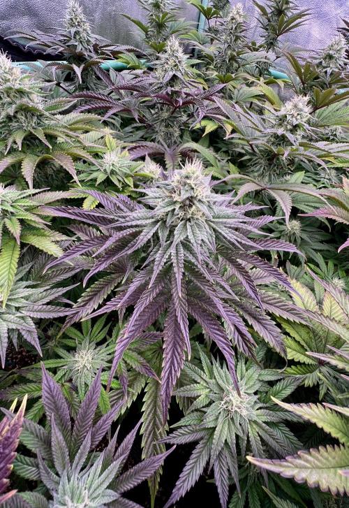Gorilla Runtz. Week 7