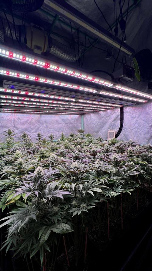 Gorilla Runtz. Week 7