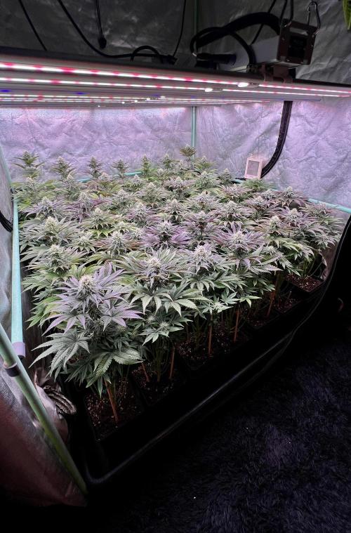 Gorilla Runtz. Week 7