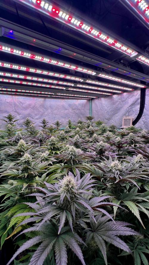 Gorilla Runtz. Week 7