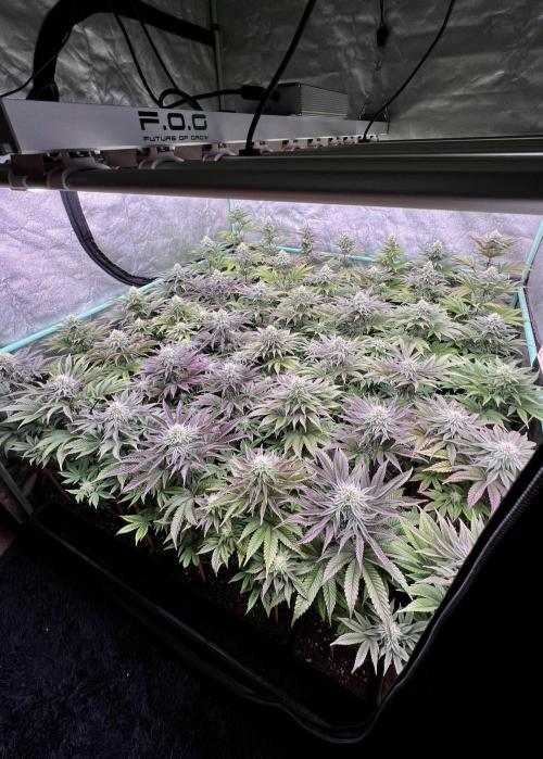 Gorilla Runtz. Week 7