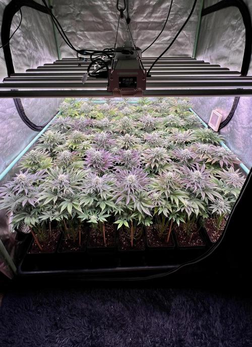 Gorilla Runtz. Week 7