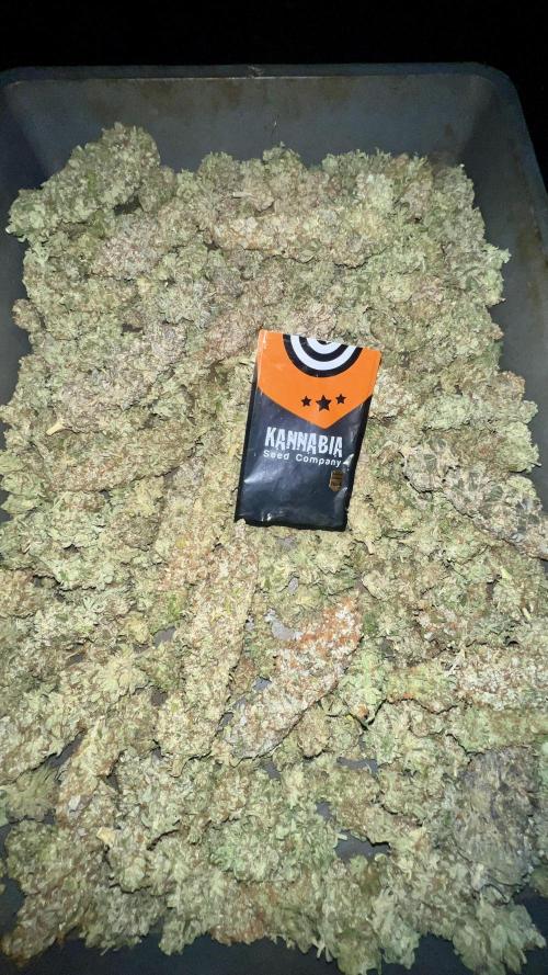 Apple Fritter. Week 12