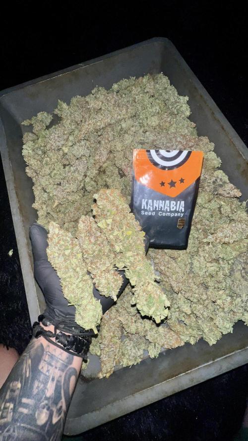 Apple Fritter. Week 12